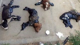 Cei patru catelusi care au fost ingropati in smoala sunt in afara oricarui pericol si asteapta sa fie adoptati