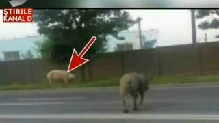 Imagini ca in vestul salbatic. Porci si cai pe bulevardele din Cluj. Asa arata un oras in 2016 care cadideaza pentru titlul de capitala europeana