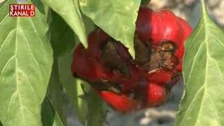 Seceta in Vrancea. Termometrele arata 70 de grade Celsius la sol. Legumicultorii sunt disperati: culturile de rosii si ardei sunt distruse