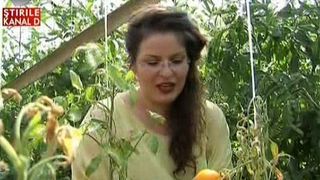 Cercetatorii din Buzau au creat rosia banana. Iata cum arata si cand o vom gasi pe tarabele din piete