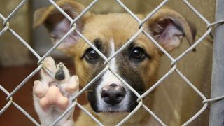 Adăpostul pentru c&acirc;ini comunitari din C&acirc;mpina, &icirc;nchis temporar; administratorul cercetat după ce au fost găsite animale moarte