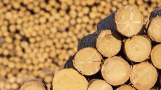 40.000 de metri cubi de lemn confiscat si aproape 2.000 de persoane cercetate pentru infractiuni silvice. Politistii au dat 11.000 de amenzi,iar 530 de oameni s-au ales cu dosar penal