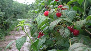 O tanara de 20 de ani a nascut pe munte, in timp ce era la cules de zmeura
