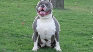 O fetita de 14 ani a fost ranita grav dupa ce a fost atacata de un pitbull. A scapat doar dupa ce politistii au impuscat cainele