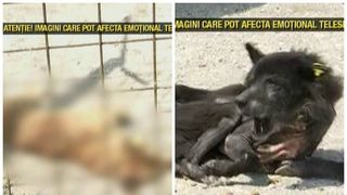 Lagarul de exterminare de la Campina. In acest adapost, cainii sunt lasati sa moara in chinuri. Bolnavi si plini de paraziti, mor pe capete