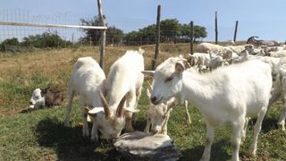 Au o ferma cu peste 400 de capre, dar afacere nu le merge bine deloc: "Caprele le taiem si le dam la caini! Ne-a mai ramas pasiunea pentru animale, atat!"