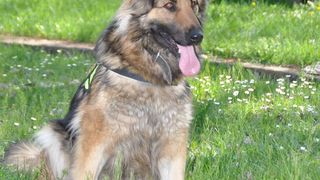 Un caine politist a prins un roman si un albanez in timp ce incercau sa intre in tara cu 1,3 kilograme de cannabis