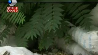 Munti de gunoaie si sobolani in centrul Bucurestiului. Angajatii de la salubrizare devin agresivi, daca sunt trasi la raspundere