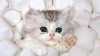 Cercetatorii stiintifici au demonstrat ca pisica te protejeaza de boli foarte grave! Torsul simpaticei feline are efecte terapeutice!