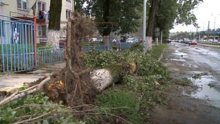 O profesoara de engleza din Aiud a murit dupa ce i-a cazut in cap o creanga desprinsa dintr-un copac!