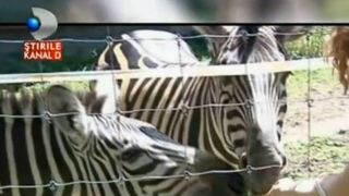 Gradina Zoologica din Timisoara are oaspeti noi! Doua zebre de la circ si cea mai cuminte antilopa