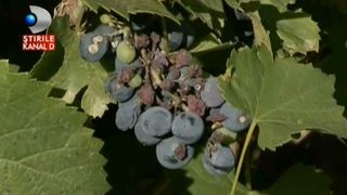 Dispare zaibarul oltenilor? Productia slaba de struguri de anul acesta este de vina. Viticultorii presimt deja ca abia vor avea ce turna in pahar, la toamna!