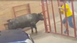 O fetita romanca de 7 ani, ranita grav de un taur scapat de sub control!