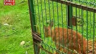 Puiul de caprioara, salvat din coltii unor caini, a ajuns la Gradina Zoologica din Sibiu