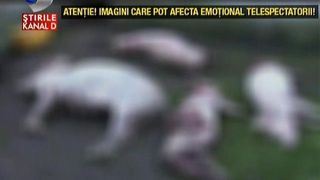 Fiara din Izvoarele, judetul Neamt, a mai dat o lovitura. "Aoleo, asta nu-i caine. E o leoaica, alta explicatie n-am!"