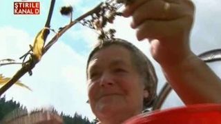 E forfota mare prin padurile din nordul Moldovei. Culegatorii de afine si zmeura muncesc de zor. Aceste fructe sunt foarte cautate la export asa ca e rost de facut bani.