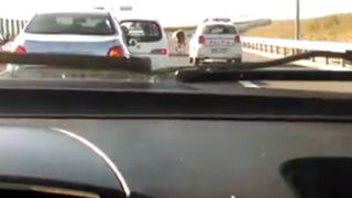 Imagini inedite cu o vaca, escortata de politisti pe Autostrada Soarelui