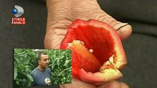 E jale printre legumicultorii de la Matca. Oamenii se plang ca recolta lor se duce pe apa sambetei din lipsa de cumparatori.