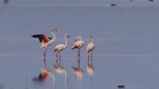 Aparitie rara in Romania. Patru pasari flamingo au fost fotografiate in Delta Dunarii