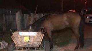 Imagini cu impact emotional puternic! Un cal a fost batut cu bestialitate de stapani din cauza unui pariu