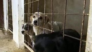 Adaposturi de animale de sute de mii de euro, batjocorite de functionari nepasatori. Imagini halucinante la adapostul public Tulcea
