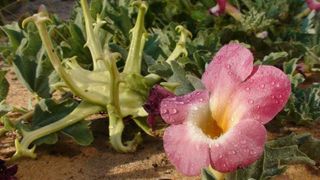 Planta minune! Previne ciroza, alunga reumatismul si calmeaza durerile de dinti! Uite unde o gasesti