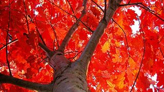 Becali are un tip de arbore rar pe terenul lui