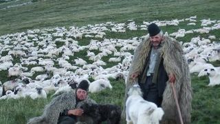 Doi ciobani au fost batuti cu parul pentru ca si-au lasat caii sa pasca la alta stana. Barbatii au murit