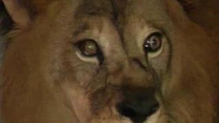 Ce s-a intamplat cu leii lui Nutu Camataru dupa ce au ajuns la gradina zoologica din Galati