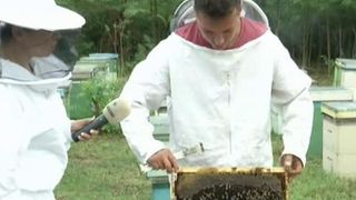 Apicultorii sunt in pragul disperarii. Din cauza secetei, productia de miere de anul acesta este dezastruoasa. Insa asta nu e tot. Mai exista inca o problema