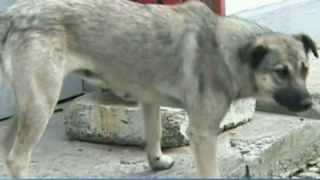 Cruzime infioratoare! Un barbat din Gorj a ucis un caine cu o secure, chiar in piata publica, sub privirile celor din jur