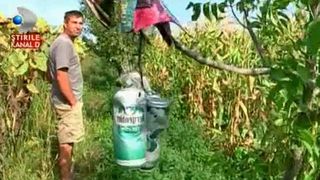 Stare de alarma in Neamt. Mistretii si caprele salbatice le strica oamenilor toate culturile. Agricultorii au ajuns sa doarma pe camp