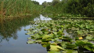 Delta Dunarii este in pericol. Ivan Patzaichin: "Nu stiu daca in 50 de ani va mai exista"