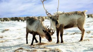 322 de reni au fost ucisi de un fulger in Norvegia