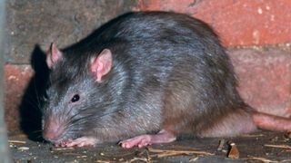 Invazie de sobolani in Bucuresti. Rozatoarele misuna nestingherite prin Capitala