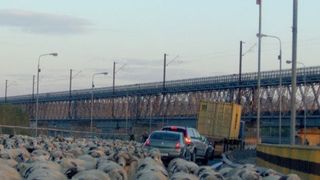 Pericol pe Autostrada Soarelui. O turma de oi a invadat carosabilul. Cu cat a fost amendat ciobanul