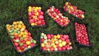 Care sunt produsele autohtone cu cele mai mari urme de pesticide. Le consumi zilnic, dar nu stiai asta despre ele