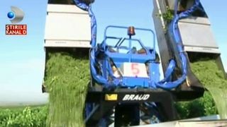 Productie record de vinuri de calitate in Banat. Viticultorii nu-şi mai &icirc;ncap &icirc;n piele de fericire