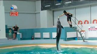 Delfinii au facut spectacol pentru cativa copilasi bolnavi de cancer. Emotii si fericire la Constanta