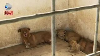 Un inspector al Directiei Sanitar Veterinare castiga 56.028 lei pe an, iar cainii din adaposturile publice traiesc in conditii absolut mizere. Cum reactioneaza autoritatile cand sunt chemate in ajutor