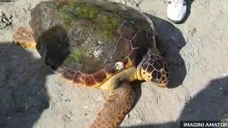 Broasca testoasa uriasa, gasita la Vadu, a ratacit 3.000 de km prin 4 mari. Ea a fost dusa la delfinariul din Constanta.