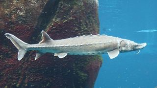 Poliţiştii au confiscat 610 kilograme de peşte, &icirc;ntre care şi sturion, şi au dat amenzi de peste 79.000 de lei &icirc;n Delta Dunării