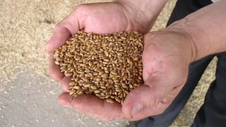 Cel mai mare importator din lume a refuzat graul romanesc. Care sunt motivele