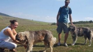 Doi olandezi s-au indragostit de o stana din Romania. Planuiesc sa isi faca nunta printre oite si caini carpatini. Strainii ne arata ca Romania inca e o tara frumoasa