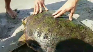 Operatiune de salvare pe plaja Vadu pentru o testoasa care s-a ratacit din drumul ei!