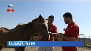 Abandonate, maltratate şi lăsate să sufere. Este inimaginabil modul &icirc;n care unii oameni tratează nişte biete animale.