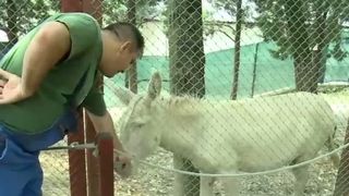 Un magar unic in Romania este vedeta Gradinii Zoologice din Resita. Cum arata animalutul