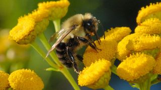 Viespi-gigant in Targu Mures. O maratonista a fost intepata de cinci ori. S-a decretat stare de alerta