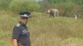 Un elefant a scapat de la un circ din Ramnicu Valcea. Animalul a fost prins pe un deal din apropierea orasului