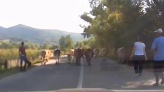 Ca la noi, la nimeni! De ce surprize a avut parte acest sofer pe drum